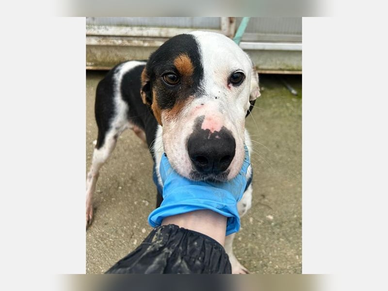 Pipo (TO) ein Schatz mit einem Herzen aus Gold