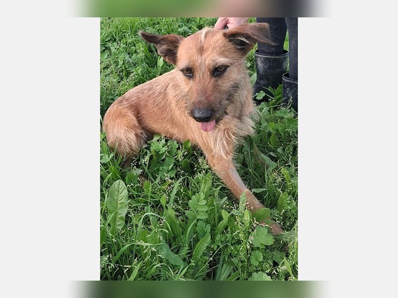 Lima (LR) Goldschatz auf 4 Pfoten mit einem Herz aus Gold