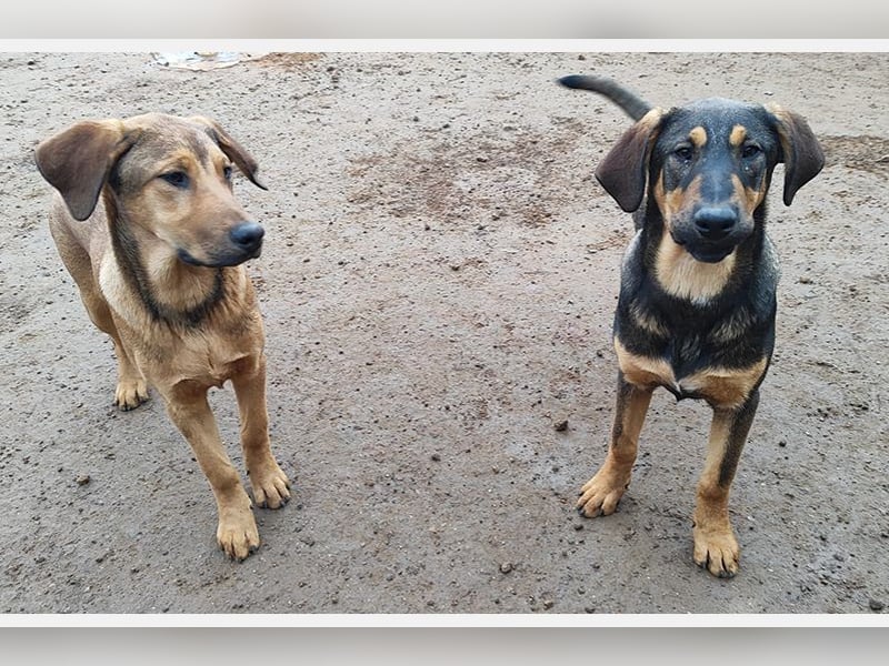 Balthasar (CR) junger und energiegeladener Bube (Bruder von Melchor)