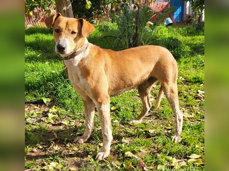 Neko (PA) verspielter und freundlicher junger Bube