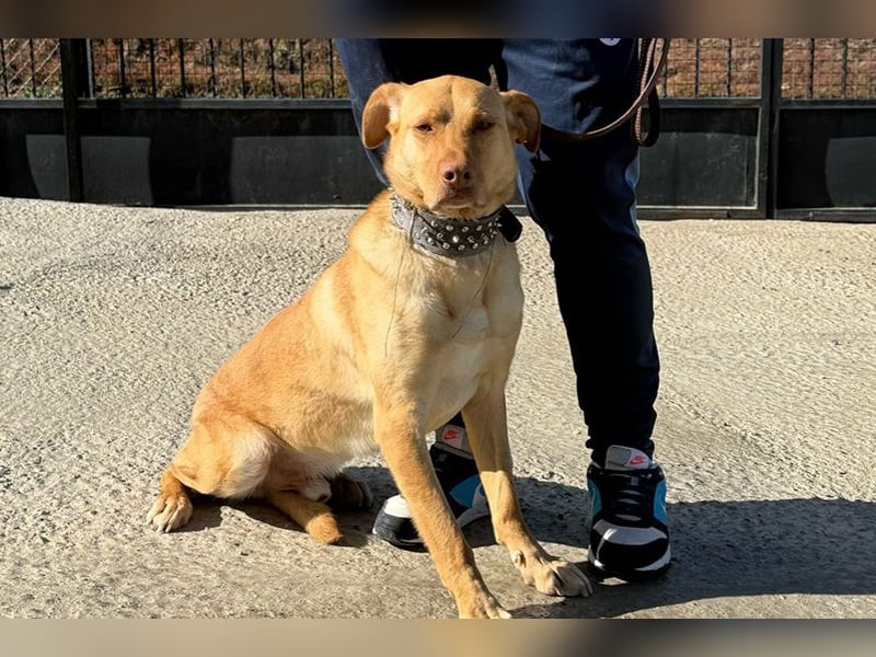 Avion(LR) ein sehr ruhiger aber wahrer Goldschatz