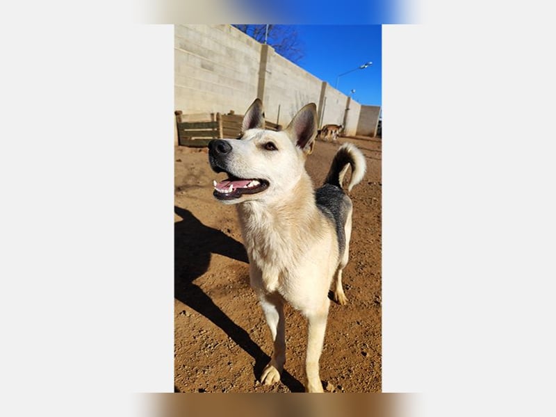 Artic(CR) junger hübscher Junge sucht seine sportliche Familie