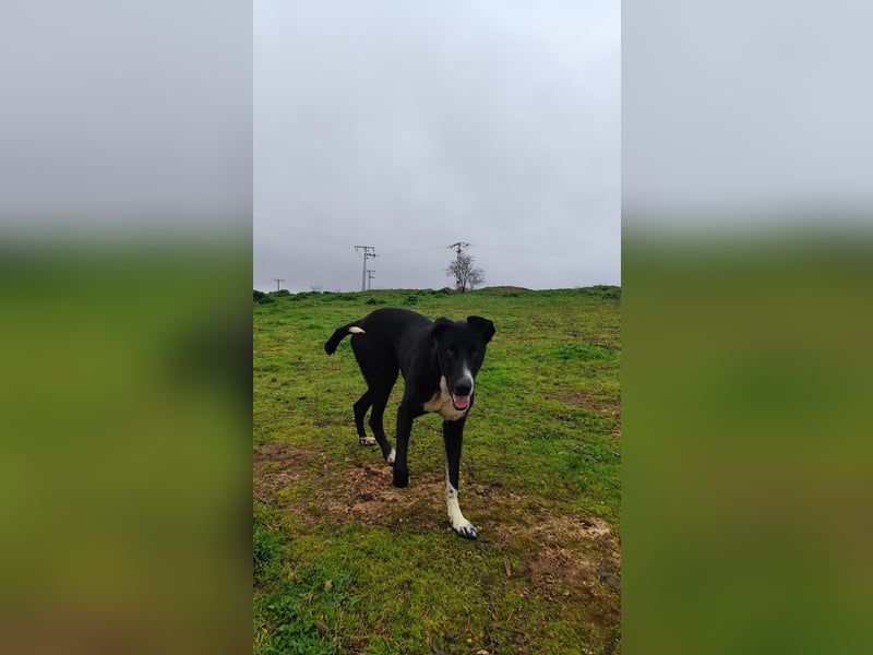 MC (CR) wunderschöne schwarze Schönheit, zum Verlieben