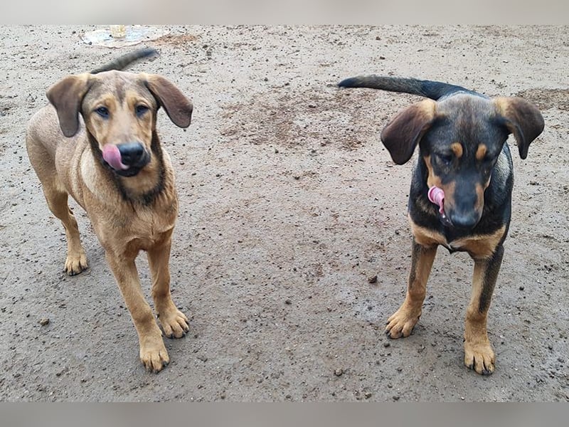 Balthasar (CR) junger und energiegeladener Bube (Bruder von Melchor)