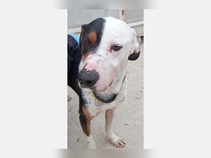 Pipo (TO) ein Schatz mit einem Herzen aus Gold