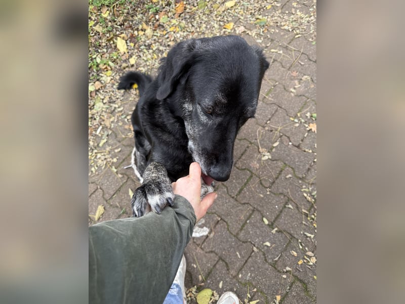 Verschmuster Hänsel sucht seine Menschen (CR)