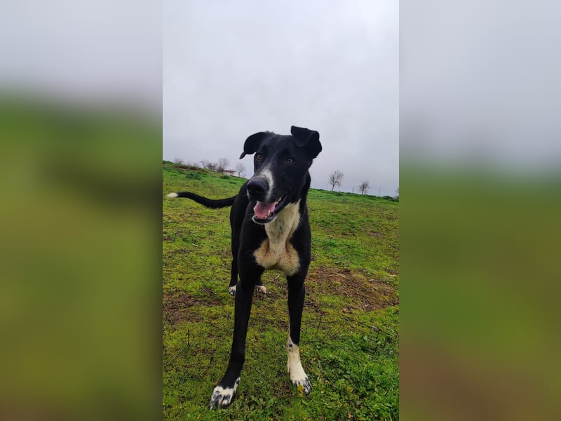 MC (CR) wunderschöne schwarze Schönheit, zum Verlieben