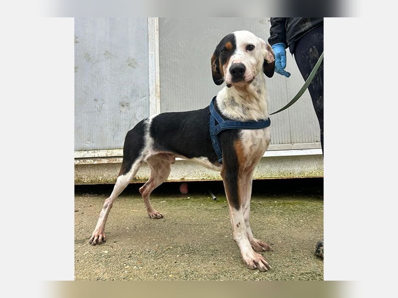 Pipo (TO) ein Schatz mit einem Herzen aus Gold