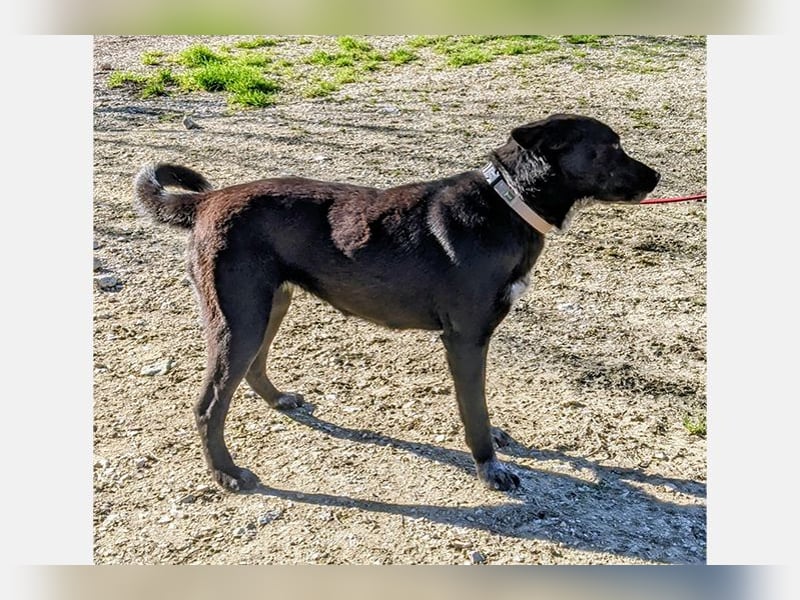 Nira (TO) bildhübsche schwarze Schönheit