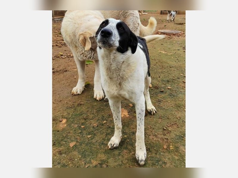 Jalea(CR) Traumhund sucht sein für immer Zuhause