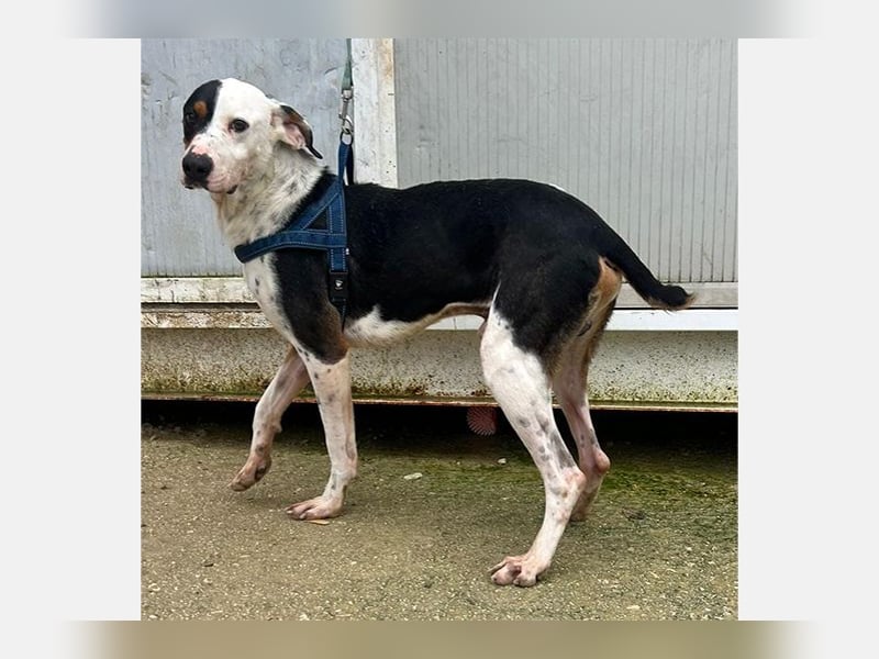 Pipo (TO) ein Schatz mit einem Herzen aus Gold