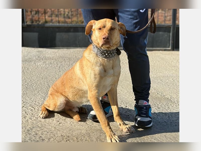 Avion(LR) ein sehr ruhiger aber wahrer Goldschatz
