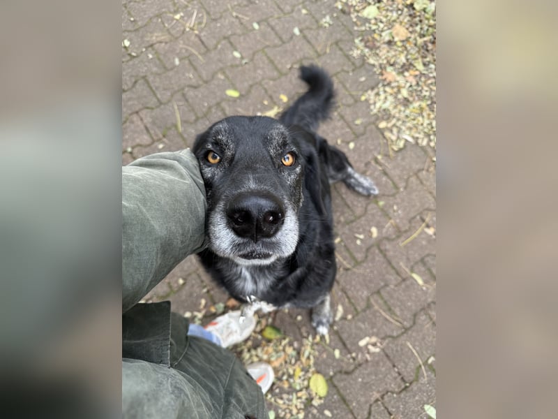 Verschmuster Hänsel sucht seine Menschen (CR)