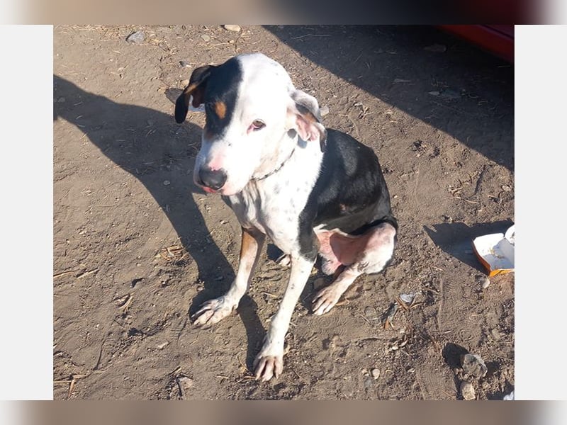 Pipo (TO) ein Schatz mit einem Herzen aus Gold