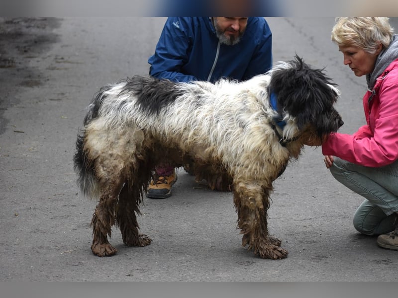 Riesenfellknäuel Bobo