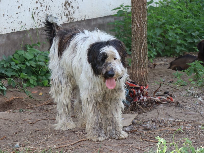 Riesenfellknäuel Bobo