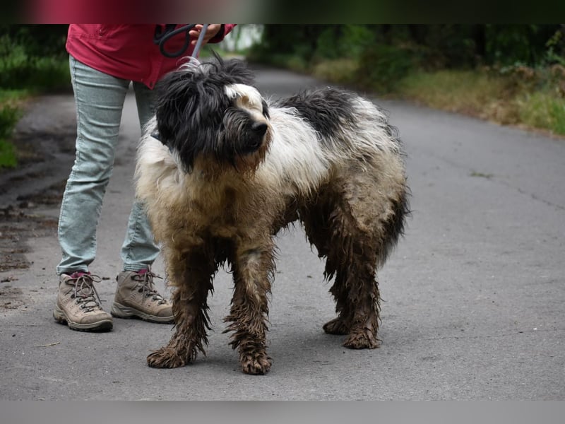 Riesenfellknäuel Bobo