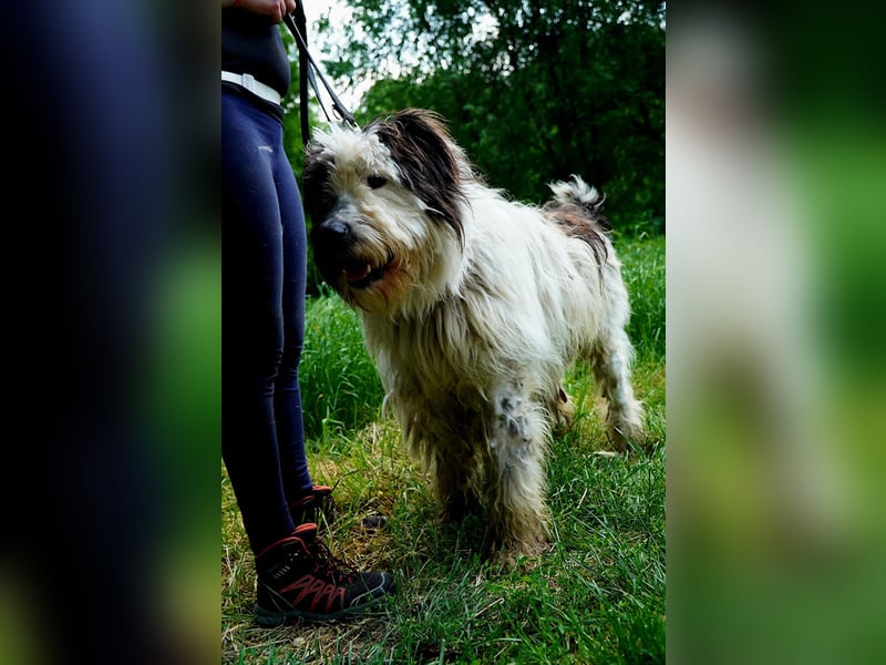 Riesenfellknäuel Bobo