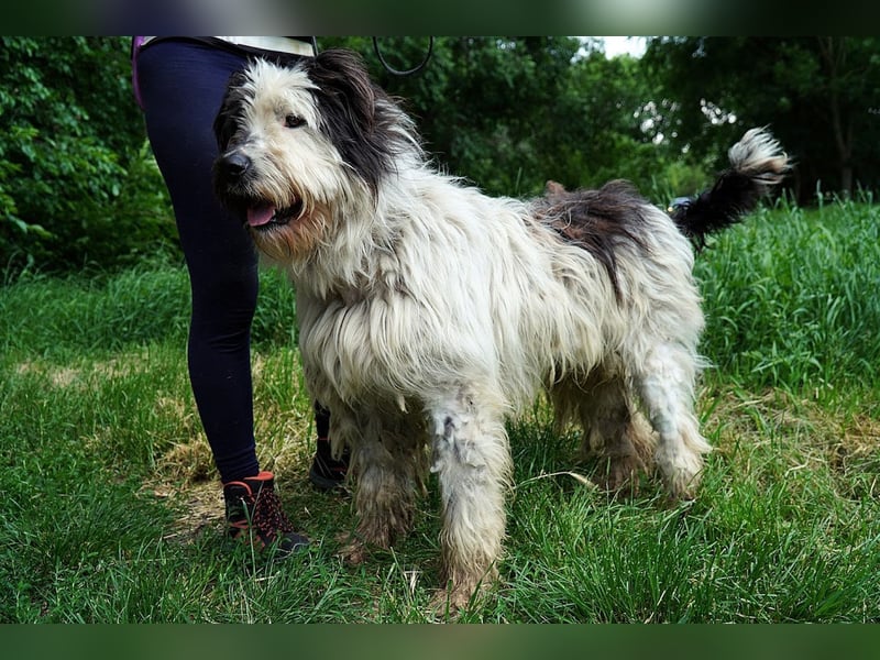 Riesenfellknäuel Bobo