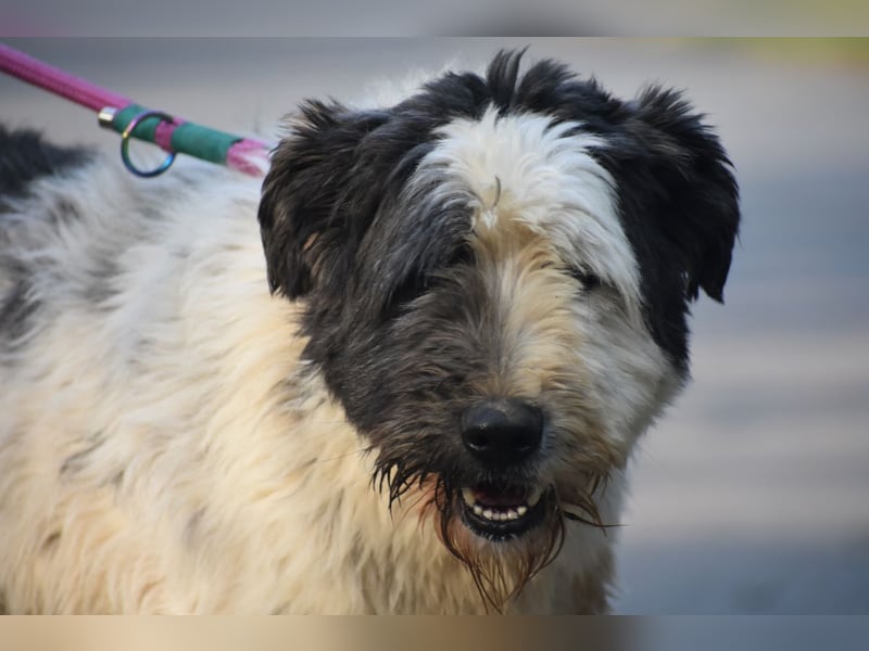 Riesenfellknäuel Bobo