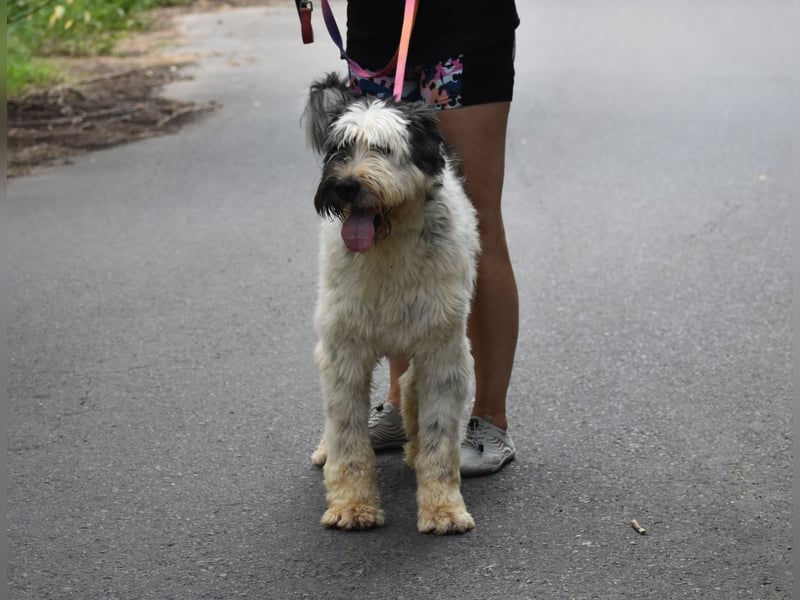 Riesenfellknäuel Bobo
