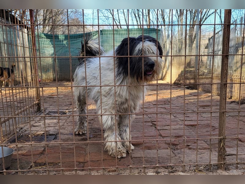 Riesenfellknäuel Bobo