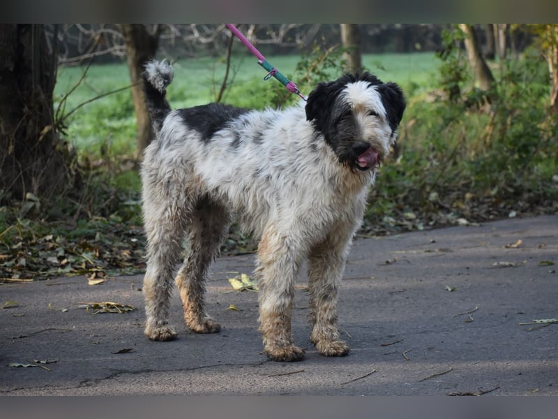 Riesenfellknäuel Bobo