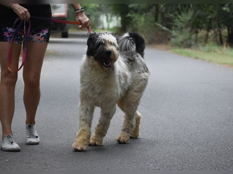Riesenfellknäuel Bobo