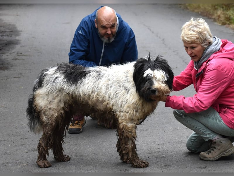 Riesenfellknäuel Bobo