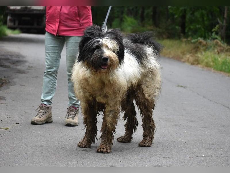 Riesenfellknäuel Bobo