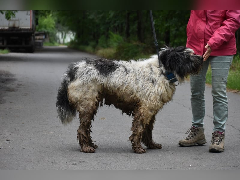 Riesenfellknäuel Bobo