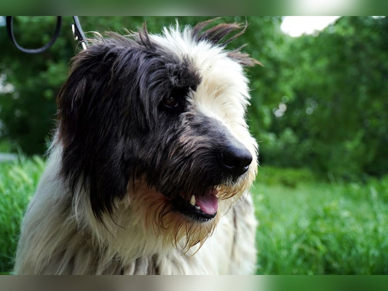 Riesenfellknäuel Bobo