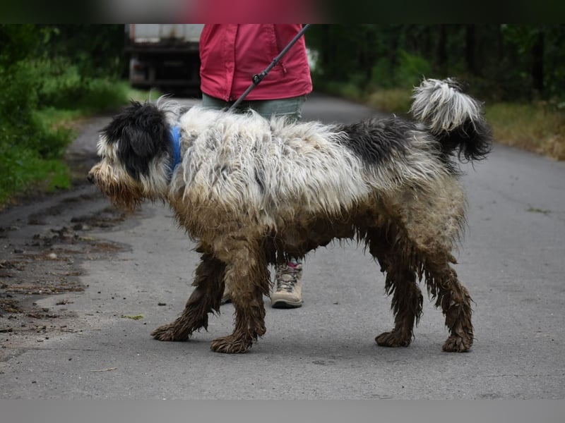 Riesenfellknäuel Bobo