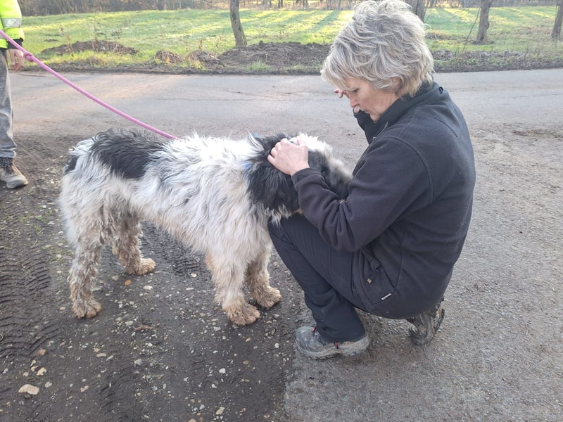 Riesenfellknäuel Bobo