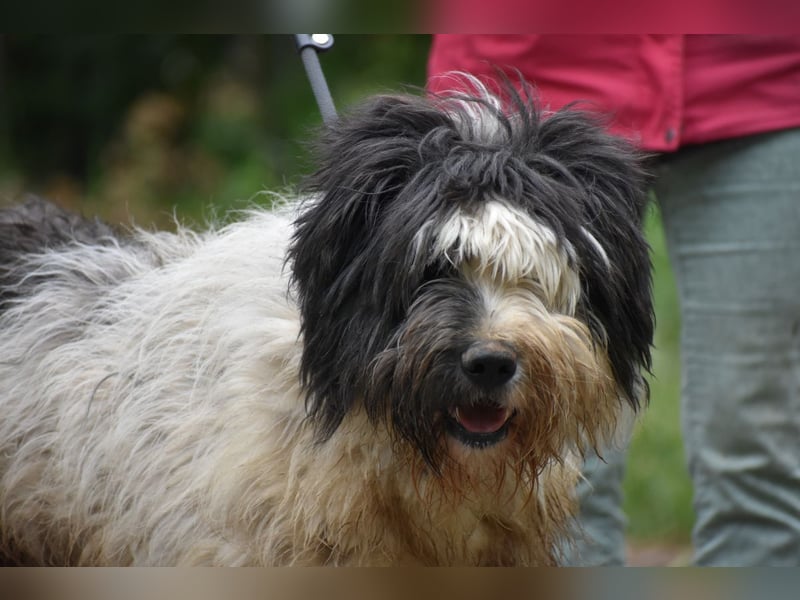 Riesenfellknäuel Bobo