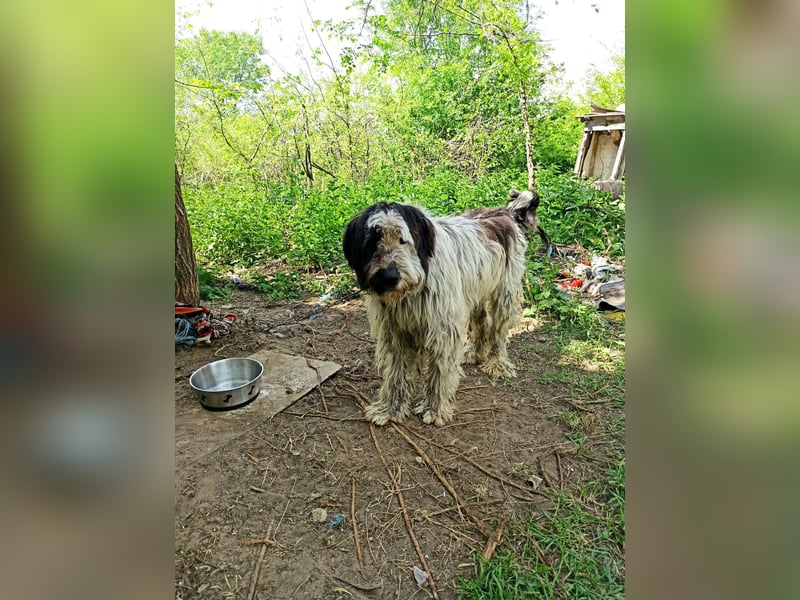 Riesenfellknäuel Bobo