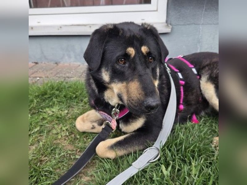 FANTA - schüchterne Junghündin sucht geduldiges Zuhause