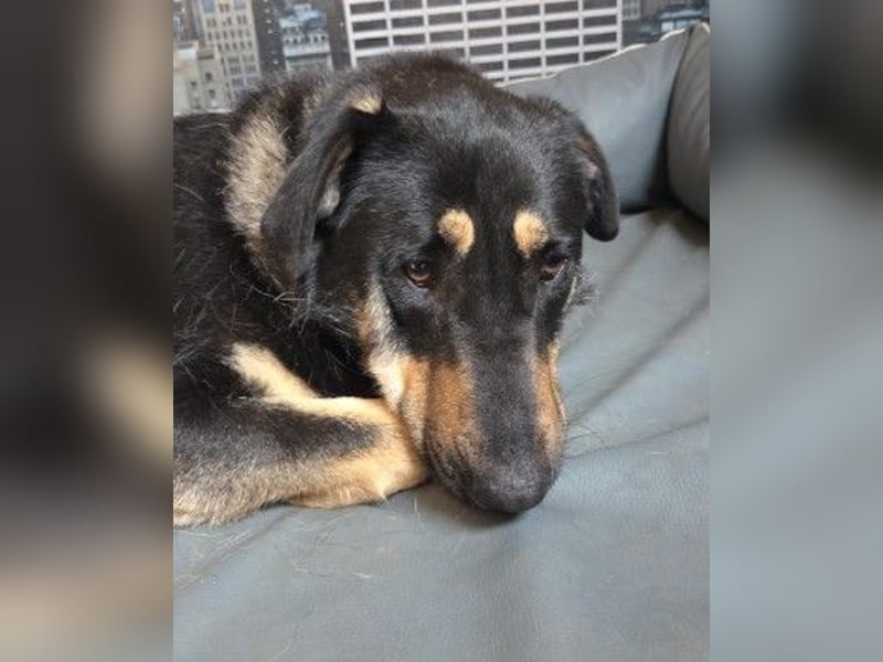 FANTA - schüchterne Junghündin sucht geduldiges Zuhause