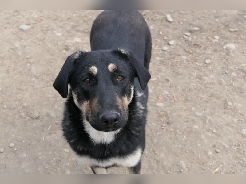 FANTA - schüchterne Junghündin sucht geduldiges Zuhause