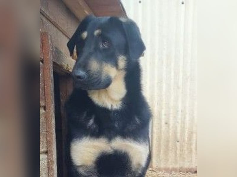 FANTA - schüchterne Junghündin sucht geduldiges Zuhause