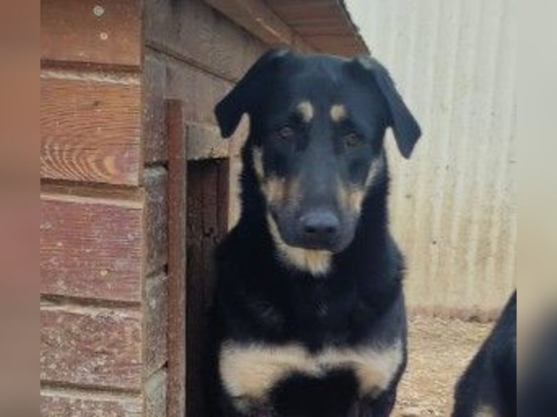 FANTA - schüchterne Junghündin sucht geduldiges Zuhause