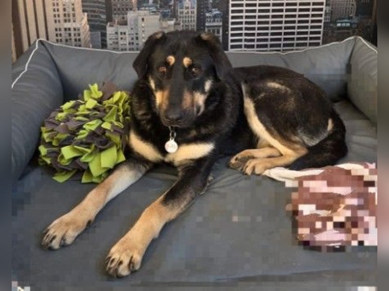 FANTA - schüchterne Junghündin sucht geduldiges Zuhause