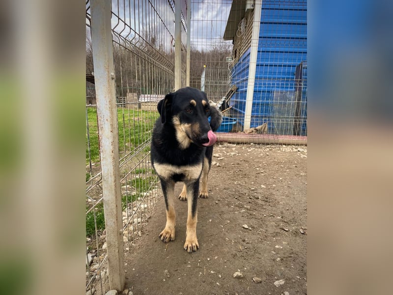 FANTA - schüchterne Junghündin sucht geduldiges Zuhause