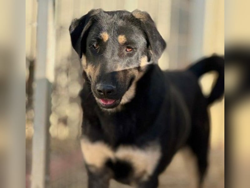 FANTA - schüchterne Junghündin sucht geduldiges Zuhause