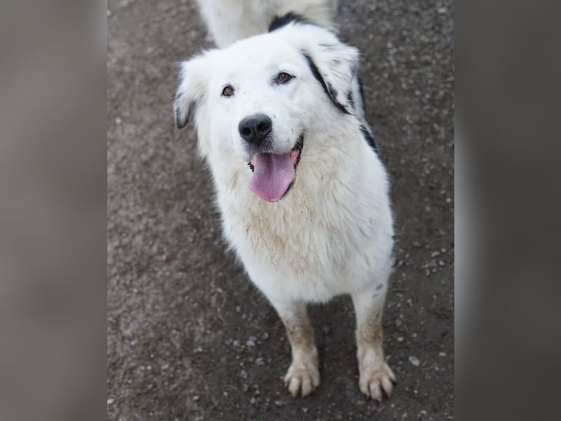 Canja, geb. ca. 08/2022, lebt in GRIECHENLAND, im städt. Tierheim Serres