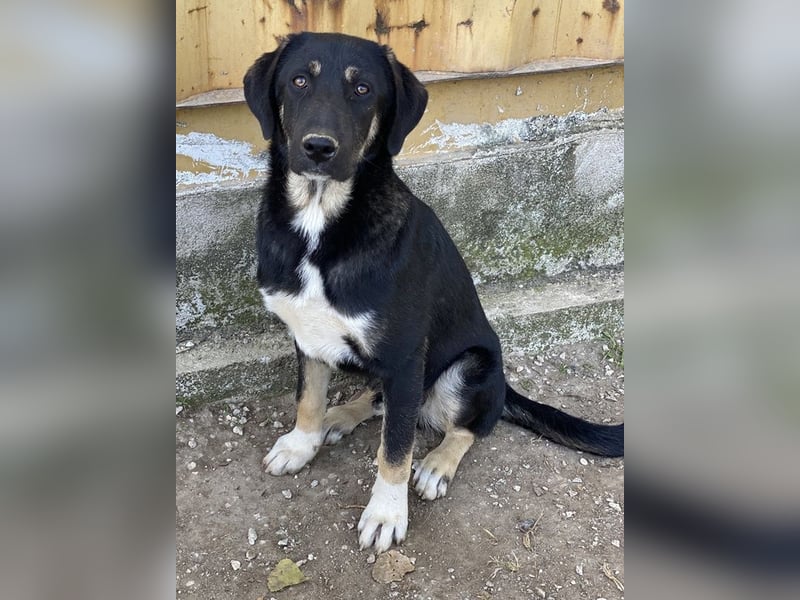 Kuno, geb. ca. 11/2023, lebt in GRIECHENLAND, im städt. Tierheim Serres