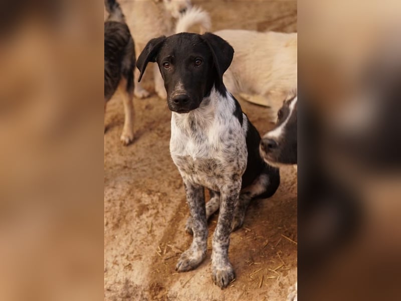 Tinu, geb. ca. 07/2023, lebt in GRIECHENLAND, im städt. Tierheim Serres