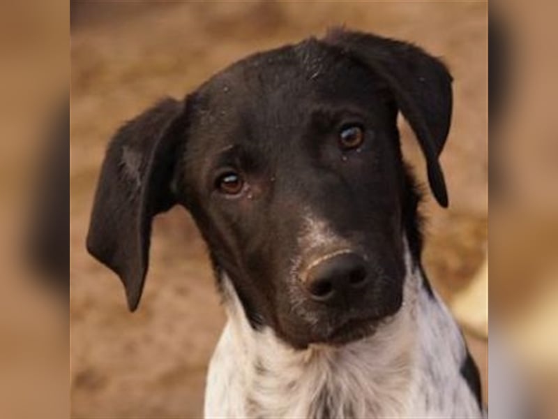 Tinu, geb. ca. 07/2023, lebt in GRIECHENLAND, im städt. Tierheim Serres