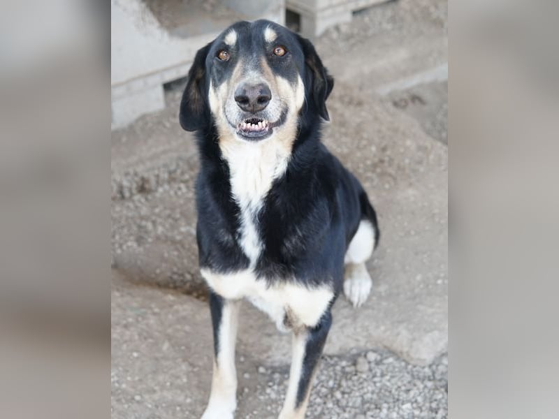 Venia, geb. ca. 07/2021, lebt in GRIECHENLAND, auf einer privaten Pflegestelle