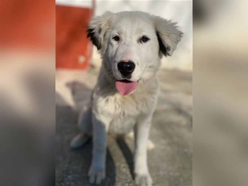 Canja, geb. ca. 08/2022, lebt in GRIECHENLAND, im städt. Tierheim Serres